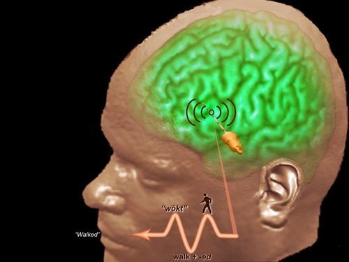 بۆ نوێكردنەوەی چالاكی مێشك