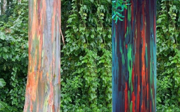 داری پەلكە زێڕێنە !