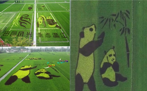 تابلۆی وێنە بە كێڵگەی كشتوكاڵ