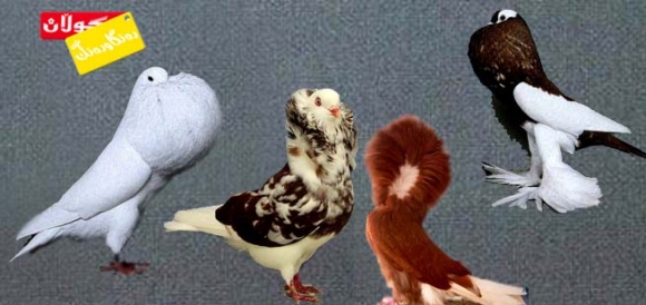 نمایشی باڵندە!