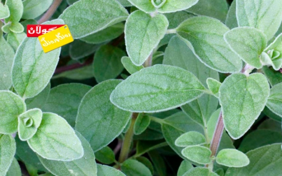 بەهای خۆراكیی پونگ