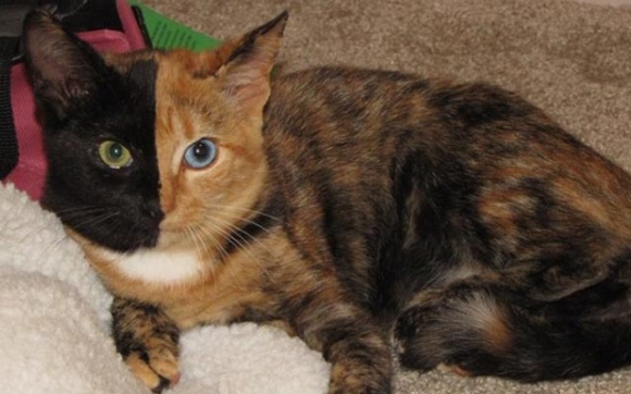 پشیلەیەكی دووڕەنگ!