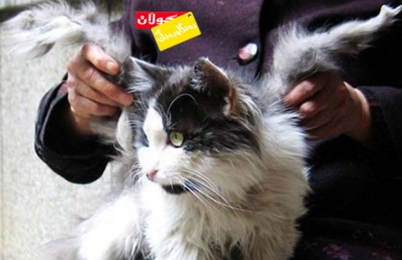 پشیلەیەكی باڵدار!