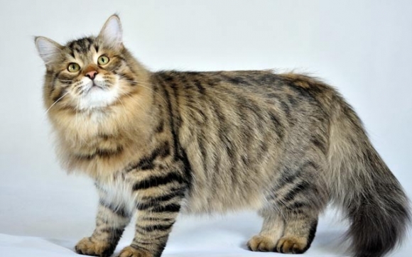 جیهانی گیانداران