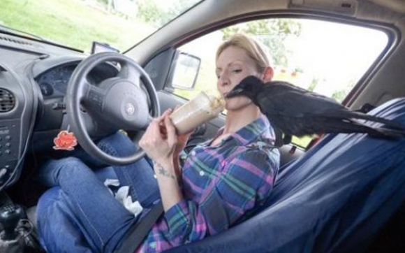 بەوێنە.. قەلەڕەشێک دەبێتە ھاوڕێی ئافرەتێک