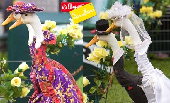 یادی مراوی كرایەوە!