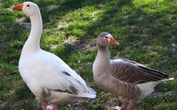 قۆناغی یەكەمی زانكۆ و بەزمی قیقەقیق