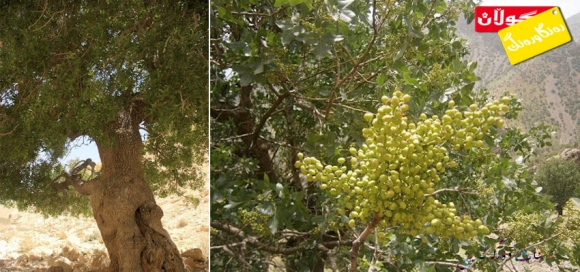 قەزوان.. ناوكێكی بەتام