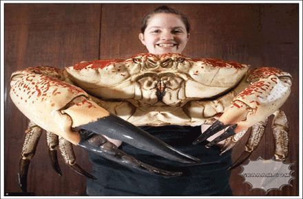 گەروەترین  قرژاڵ