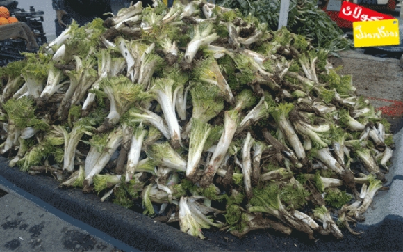 كەنگری بەهاران بخۆ