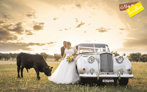 گای سەرشێت و  بووك و زاوا