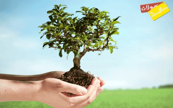 مانای خەون/  چاندن :