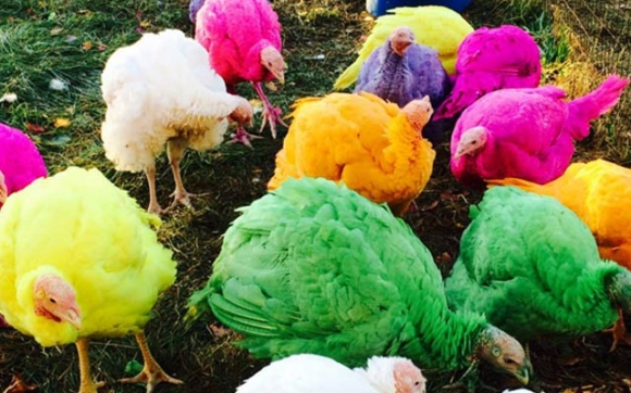 نمایشی باڵندەی خۆماڵی رەنگاوڕەنگ