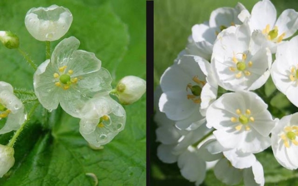 گوڵێك رەنگی خۆی دەگۆڕێت !