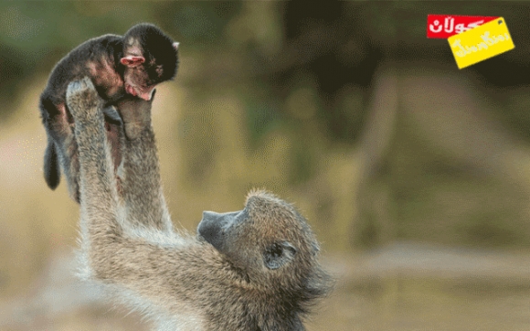هەست و سۆزی مەیموون لە چەند وێنەیەكدا!
