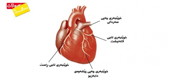 رەقبوونی خوێنبەرەكانی دڵ