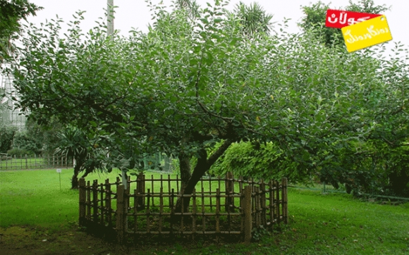 دار سێوەكەی نیوتن ببینە