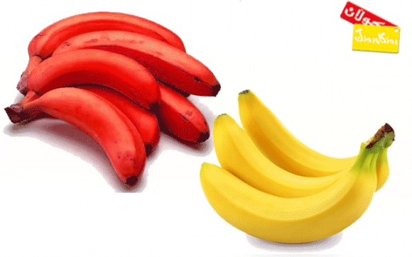 سوورە مـــــــــۆز!