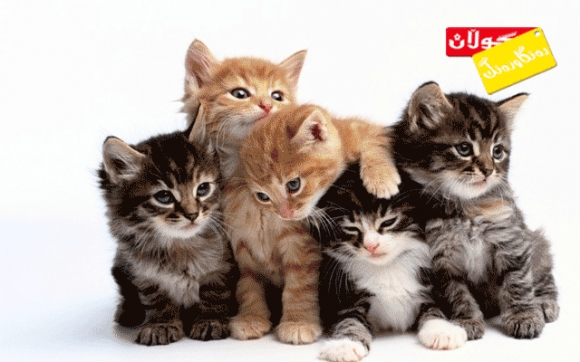 بۆ زانیاریت پشیلە و فیرعەون