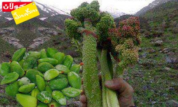 رێواس و چەقەلە(چوالەیە) یان گێڵاس!