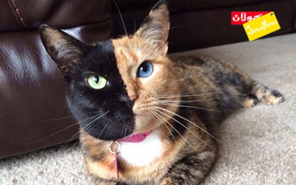 روخساری پشیلەیەك جووت رەنگە