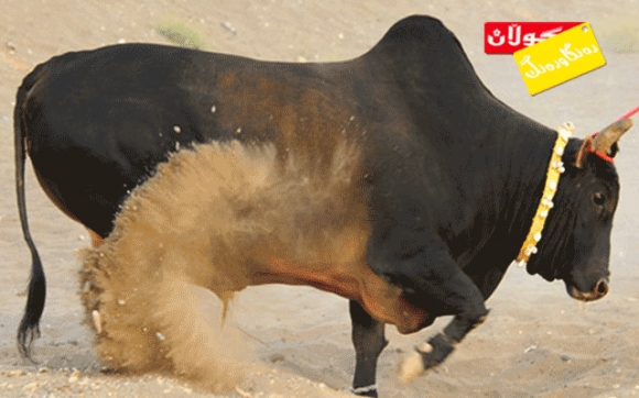 مانای خەون  گا :