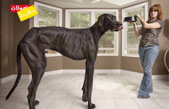 گەورەترین سەگ!