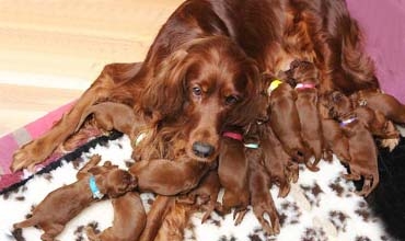 سەگێك (15) بێچووی دەبێ