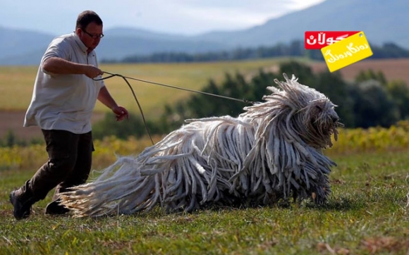 تۆپەڵە خووری یان سەگ ؟