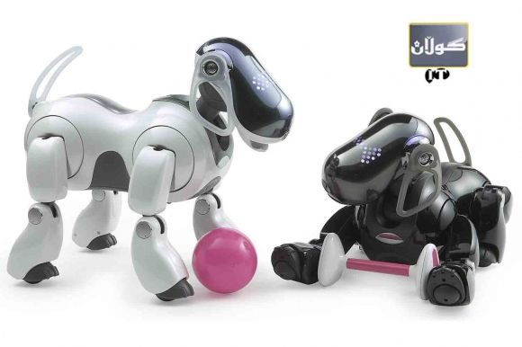 سەگە هۆشمەندەكە جارێكی دیكە گەڕایەوە