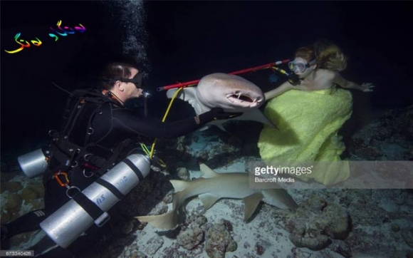 سەما کردن لەگەڵ نەهەنگ و قرش