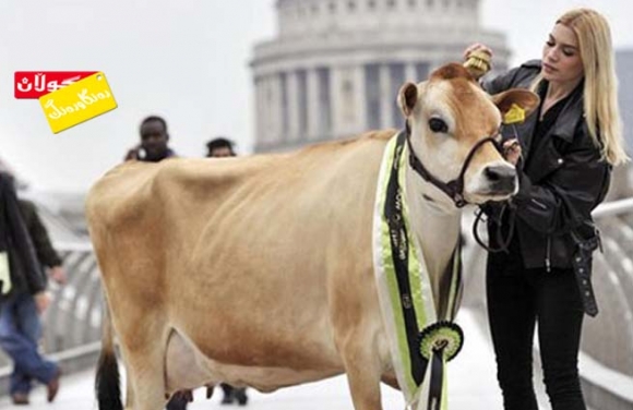 شاجوانی چێڵ!