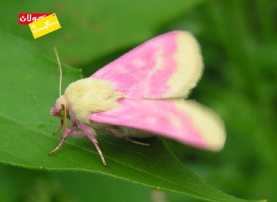 شاجوانی پەپوولەكان