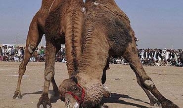 شەڕە وشتریش پەیدا بوو