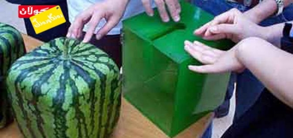 شووتی چوارگۆشە!