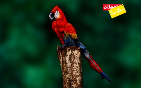 كچــــە تووتـــــیی نمایشكار!