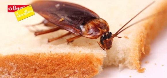 سیسركە نەخۆشی دەگوازێتەوە