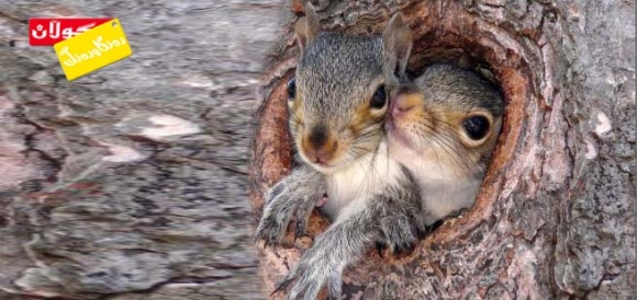 سمۆرە جوانەكانی كوردستان