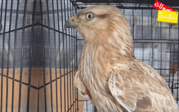 باز و راوی باز لە كوردستان