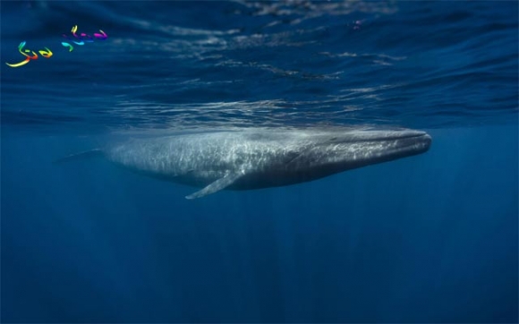 خۆراكی نەهەنگی شین