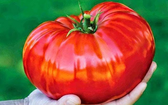 تەماتەی گەورەكەی جیهان