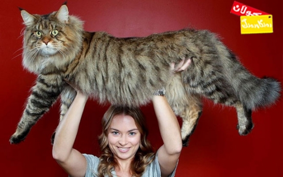 پشیلە زەبەلاحەكان !