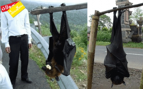 گەورەترین شەمشەمەكوێرە راو كرا