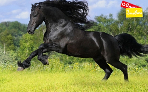 جوانترین ئەسپ!