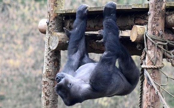 گۆرێلایەك یاری لەشجوانی دەكات