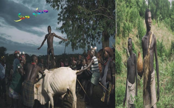 خواردنەوەی خوێنی مانگا