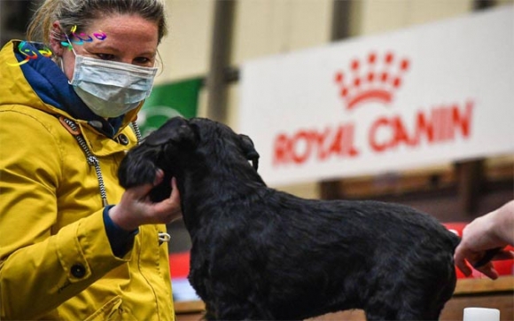 بەكارهێنانی سەگ بۆ پشكنینی كۆرۆنا