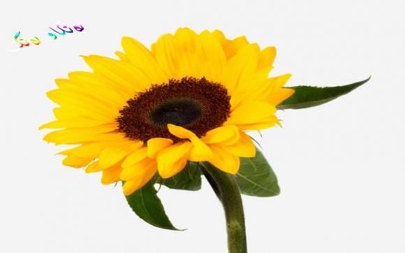 سوودەكانی گوڵەبەڕۆژە و تۆو كەتان