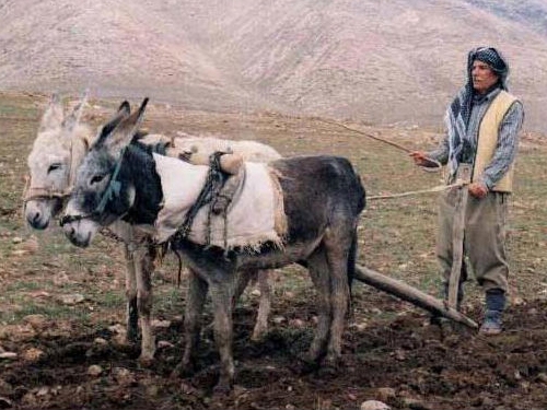 بیرۆكەی زەوی كێڵان سەرەتا بە دەست و بازووی كوردان بووە