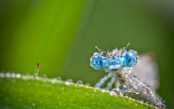 وێنەی گیاندار و زیندەوەرانی بچووك